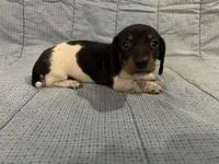 Taffy AKC, a female Miniature Dachshund for sale in Arlington, MN – Photo 2 of 10