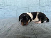 Taffy AKC, a female Miniature Dachshund for sale in Arlington, MN – Photo 10 of 10