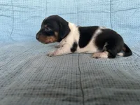 Taffy AKC, a female Miniature Dachshund for sale in Arlington, MN – Photo 6 of 10