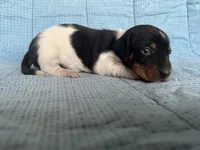 Taffy AKC, a female Miniature Dachshund for sale in Arlington, MN – Photo 7 of 10