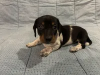 Taffy AKC, a female Miniature Dachshund for sale in Arlington, MN – Photo 1 of 10