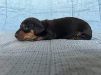 Timmy AKC, a male Miniature Dachshund for sale in Arlington, MN – Photo 10 of 10