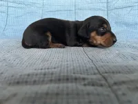 Timmy AKC, a male Miniature Dachshund for sale in Arlington, MN – Photo 9 of 10