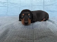 Timmy AKC, a male Miniature Dachshund for sale in Arlington, MN – Photo 6 of 10