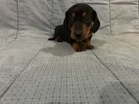 Timmy AKC, a male Miniature Dachshund for sale in Arlington, MN – Photo 5 of 10