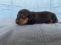 Timmy AKC, a male Miniature Dachshund for sale in Arlington, MN – Photo 8 of 10