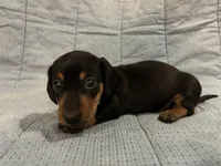Timmy AKC, a male Miniature Dachshund for sale in Arlington, MN – Photo 1 of 10
