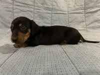 Timmy AKC, a male Miniature Dachshund for sale in Arlington, MN – Photo 4 of 10