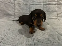 Timmy AKC, a male Miniature Dachshund for sale in Arlington, MN – Photo 3 of 10
