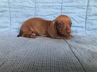 Brie AKC, a female Miniature Dachshund for sale in Arlington, MN – Photo 3 of 6