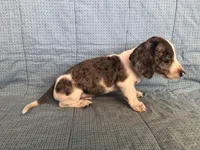 Brie AKC, a female Miniature Dachshund for sale in Arlington, MN – Photo 4 of 6