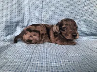 Brie AKC, a female Miniature Dachshund for sale in Arlington, MN – Photo 6 of 6