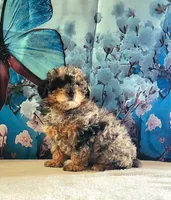 Ember, a female Poodle - Toy  for sale in Burlington, MI – Photo 4 of 4