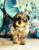 Ember, a female Poodle - Toy  for sale in Burlington, MI – Photo 3 of 4