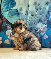 Ember, a female Poodle - Toy  for sale in Burlington, MI – Photo 2 of 4