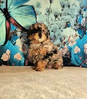 Ember, a female Poodle - Toy  for sale in Burlington, MI – Photo 1 of 4