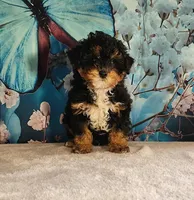 Winston , a male Poodle - Toy  for sale in Burlington, MI – Photo 2 of 4