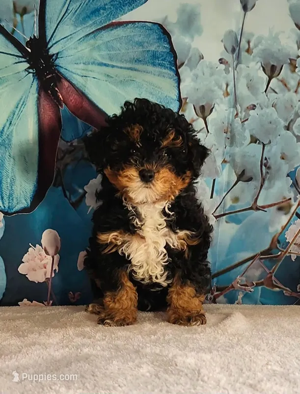 Winston , a male Poodle - Toy  for sale in Burlington, MI – Photo 1 of 4