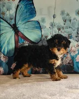 Winston , a male Poodle - Toy  for sale in Burlington, MI – Photo 3 of 4