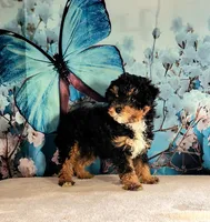 Winston , a male Poodle - Toy  for sale in Burlington, MI – Photo 4 of 4