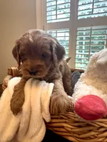 Miley, a female Miniature Goldendoodle for sale in Pike Road, AL – 2 of 5