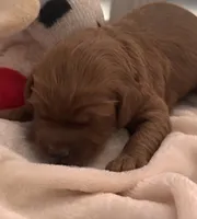 Bucky, a male Miniature Goldendoodle for sale in Pike Road, AL – 3 of 8