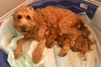 Maple, a female Miniature Goldendoodle for sale in Pike Road, AL – 8 of 8