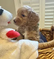 Quinn, a male Miniature Goldendoodle for sale in Pike Road, AL – 3 of 6