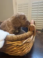 Quinn, a male Miniature Goldendoodle for sale in Pike Road, AL – 4 of 6