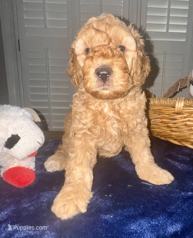 Bear – Miniature Goldendoodle puppy for sale in Columbus, GA