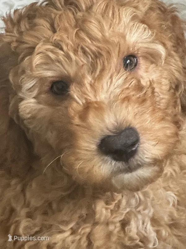Bear – Miniature Goldendoodle puppy for sale in Columbus, GA