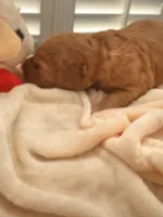Sammy, a male Miniature Goldendoodle for sale in Pike Road, AL – 3 of 10