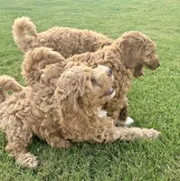 Bear, a male Miniature Goldendoodle for sale in Columbus, GA – 5 of 7