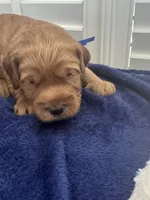 Murphy Jr, a male Miniature Goldendoodle for sale in Columbus, GA – 3 of 8