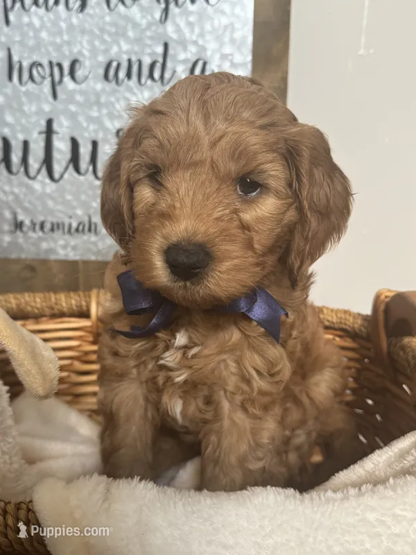 Marley – Miniature Goldendoodle puppy for sale in Columbus, GA