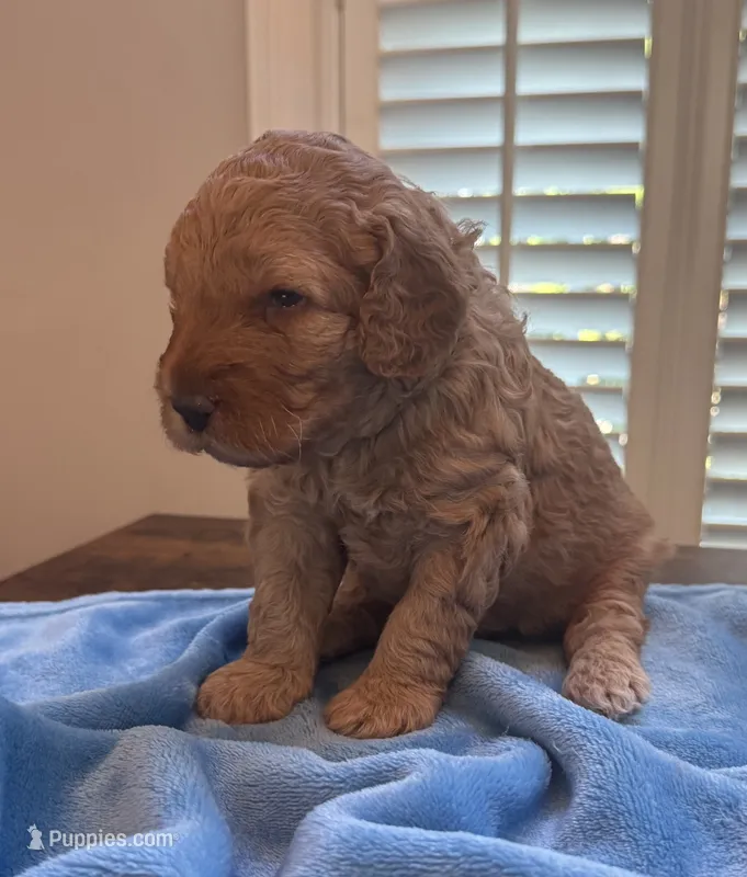 TEDDY  – Miniature Goldendoodle puppy for sale in Pike Road, AL