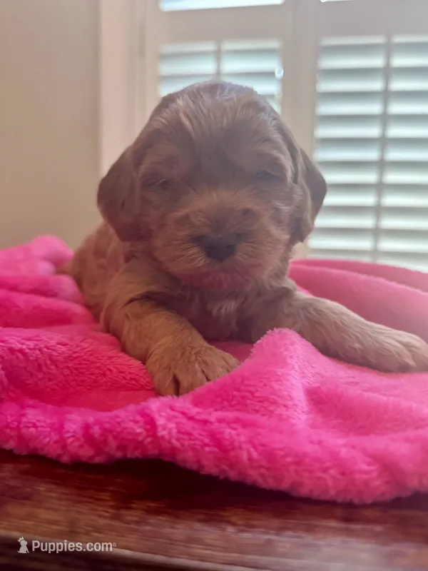 Lucy – Miniature Goldendoodle puppy for sale in Pike Road, AL