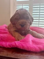 Lucy, a female Miniature Goldendoodle for sale in Pike Road, AL – 1 of 8