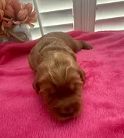 Maple, a female Miniature Goldendoodle for sale in Pike Road, AL – 3 of 8