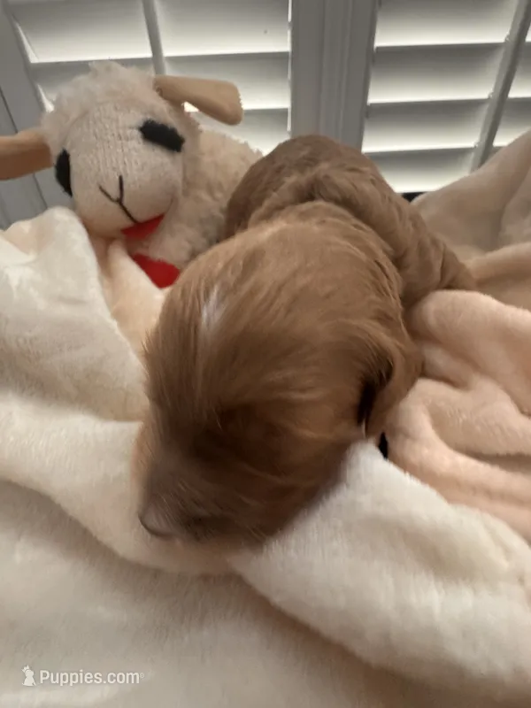 Murphy Jr.  – Miniature Goldendoodle puppy for sale in Pike Road, AL
