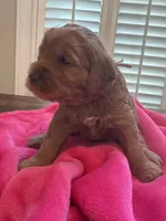Lucy, a female Miniature Goldendoodle for sale in Pike Road, AL – 3 of 8