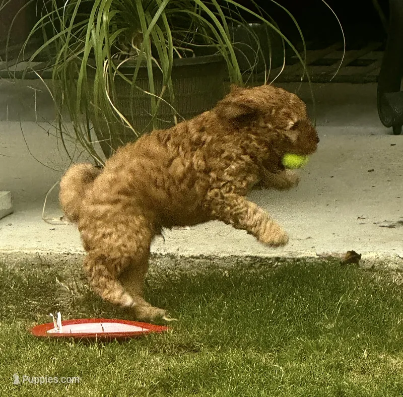 Bear – Miniature Goldendoodle puppy for sale in Columbus, GA