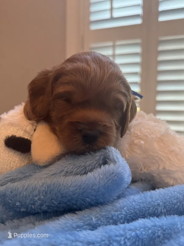 Murphy Jr.  – Miniature Goldendoodle puppy for sale in Pike Road, AL