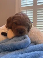 Murphy Jr, a male Miniature Goldendoodle for sale in Columbus, GA – 2 of 8