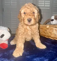 Bear, a male Miniature Goldendoodle for sale in Columbus, GA – 2 of 7