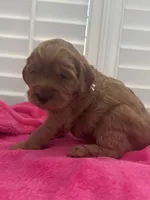 Lucy, a female Miniature Goldendoodle for sale in Pike Road, AL – 7 of 8