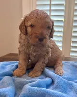 TEDDY , a male Miniature Goldendoodle for sale in Pike Road, AL – 3 of 6