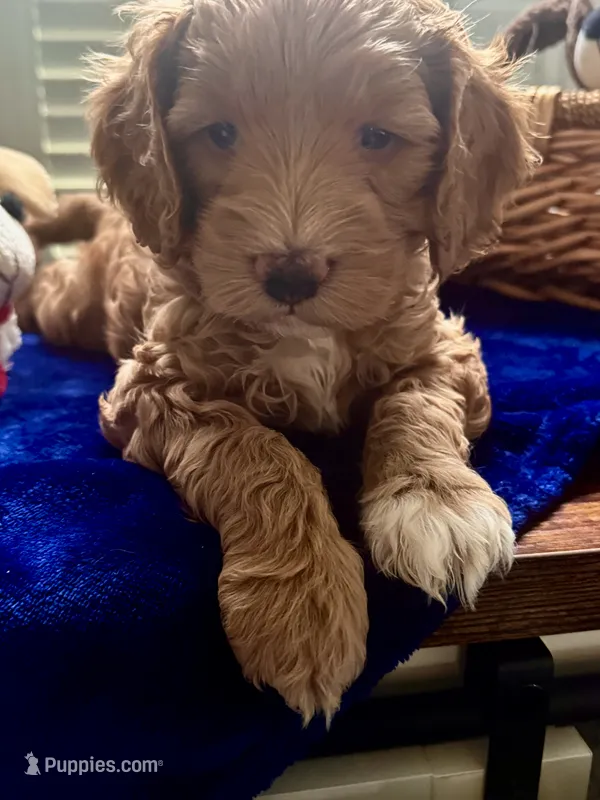 Quinn – Miniature Goldendoodle puppy for sale in Columbus, GA