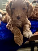Scout , a male Miniature Goldendoodle for sale in Columbus, GA – 6 of 10