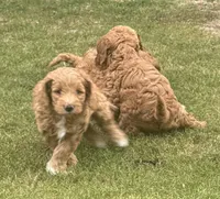 Scout , a male Miniature Goldendoodle for sale in Columbus, GA – 5 of 10